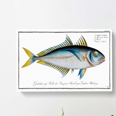 Plumiers Mackerel Fish - Wrapped Canvas