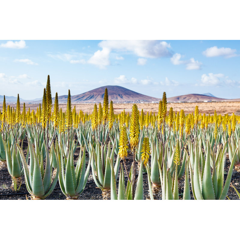 Aloe Vera Farm Plantation by Luchschen - Wrapped Canvas Print, 20cm H x 30cm W