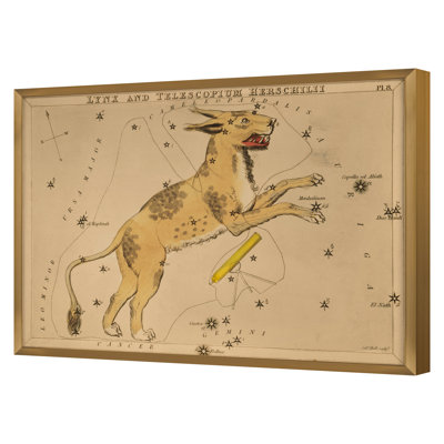 Lynx Framed Drawing Print
