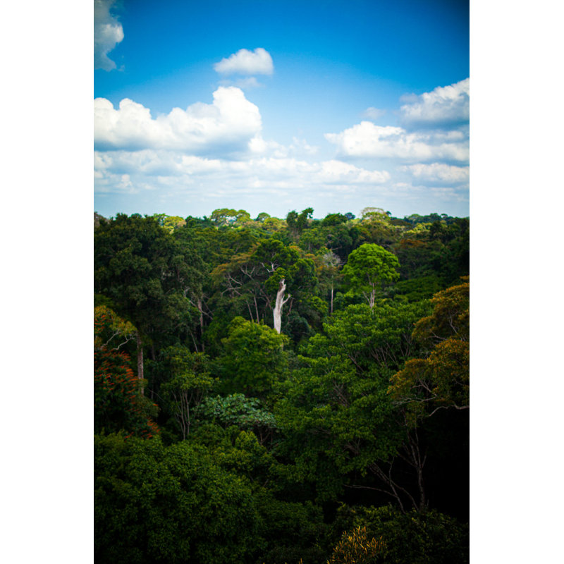 Forêt Amazonienne, L 12 po x H 18 po
