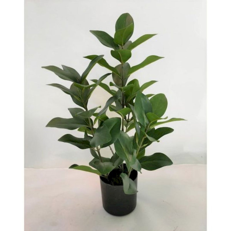 Plantes feuillues vertes en pot et arbres
