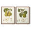 Reproduction encadrée Vintage Pears V-Premium - prête à être accrochée - aucun clou requis - aucun clou requis-36246430-36246416