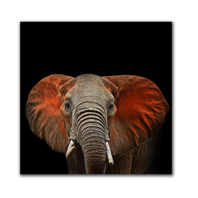 Éléphant d'Afrique - impression sans cadre, H 24 po x l 24 po x P 2,5 po, Aluminium