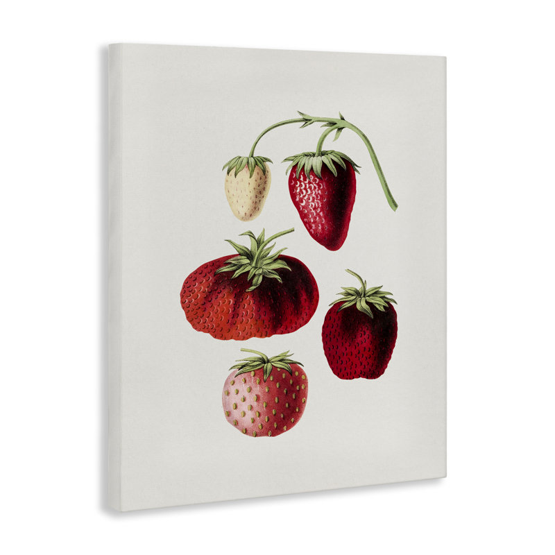 Natural Berries Study Canvas Wall Art by Lettered and Lined, 20" H x 16" W