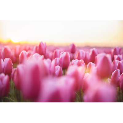 Idyllic Field Of Pink Tulips by Brzozowska - Wrapped Canvas Print