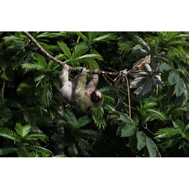 Three-Toed Sloth by Amph, 8" H x 12" W