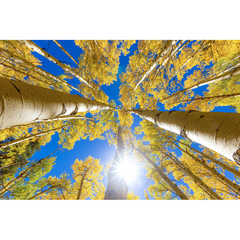 Fall Color by Jeff Poe - Wrapped Canvas Print, 30cm H x 46cm W x 3.8cm D
