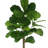 Roemer Fiddle Leaf Fig Tree-1570999666