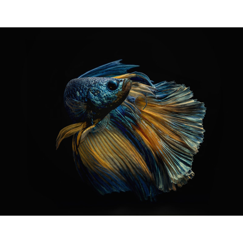 Wrapped Canvas Print, 50.8 cm H x 76.2 cm W