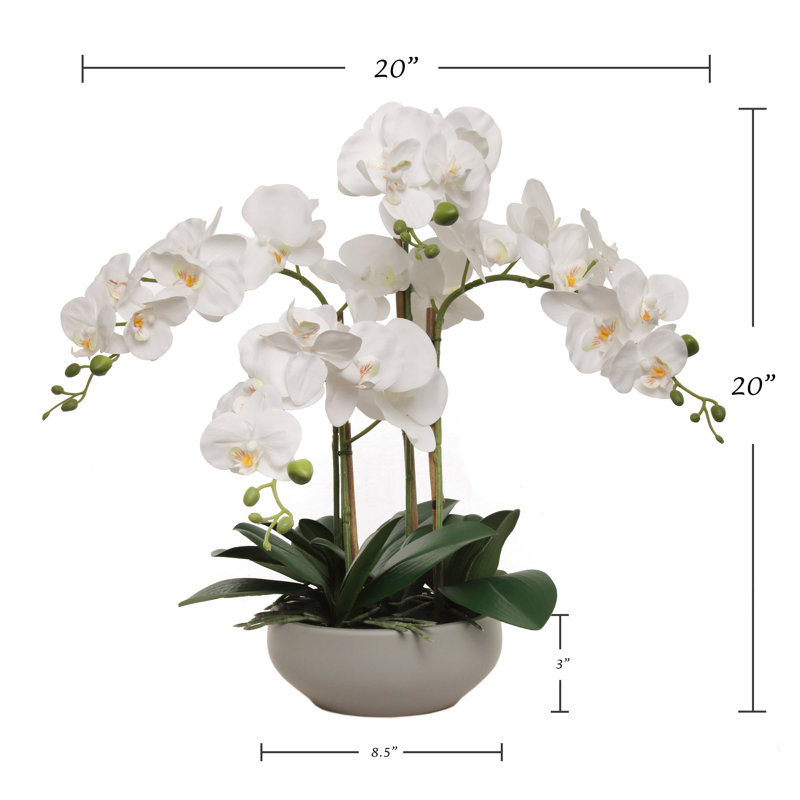 Orchidée blanche 20 po Phalaenopsis en pot rond gris