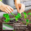 Metal Planter Box-1155412532