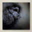 «Snack Spotter Toy Black Poodle», impression sur toile tendue Vidur-22075561