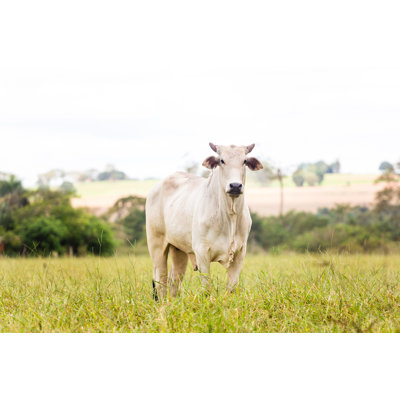 " Nelore Cattle " by Rafapress