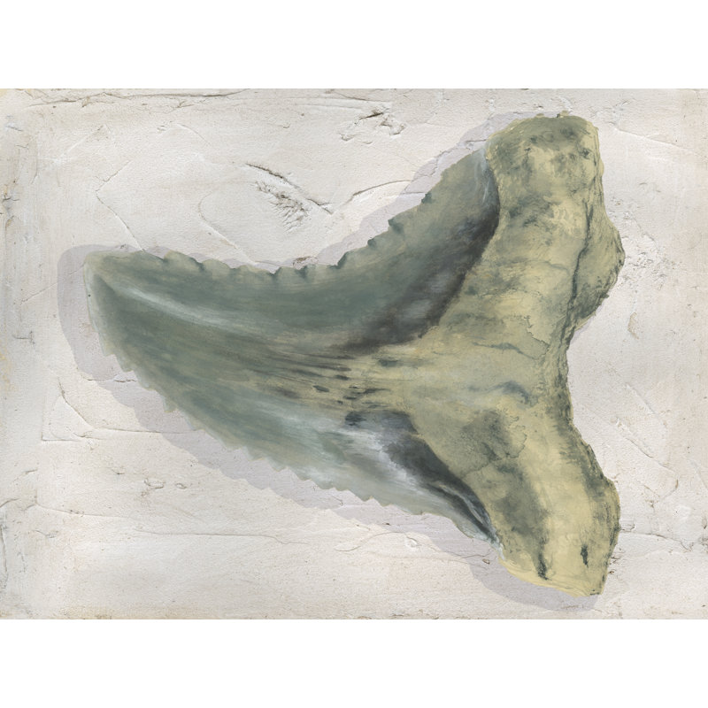 Taryll Watercolor Sharks Tooth IV by Michael Willett - Wrapped Canvas Print, 30 cm H x 46 cm W