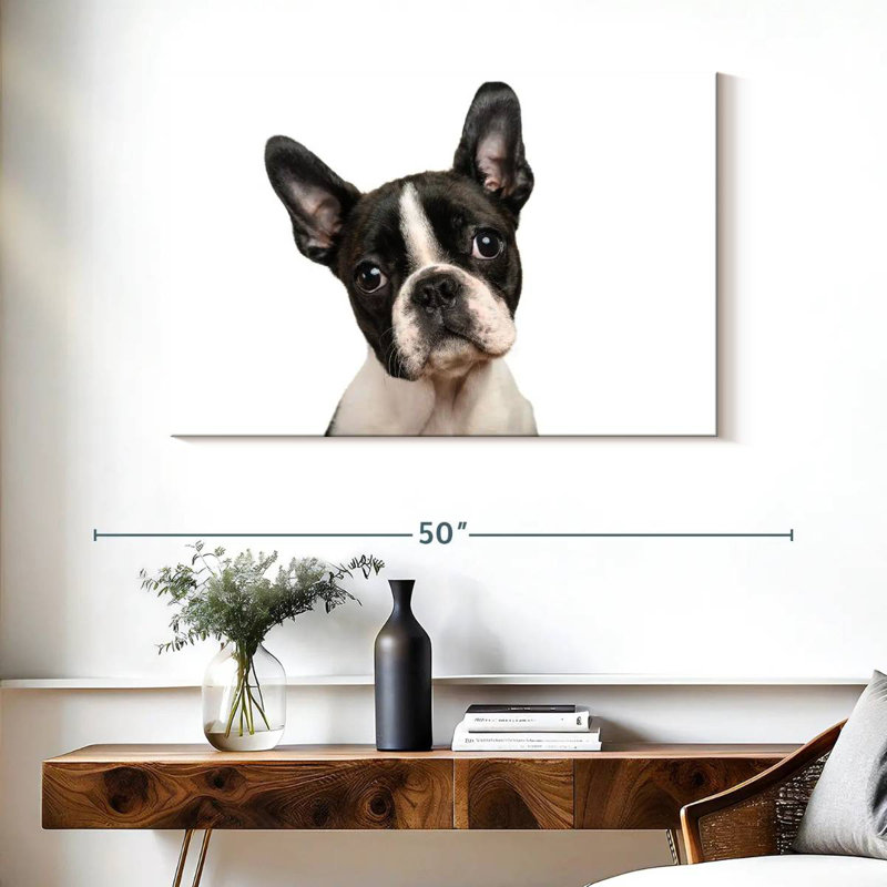 Brampt Little Boston Terrier, H 26 po x l 39 po