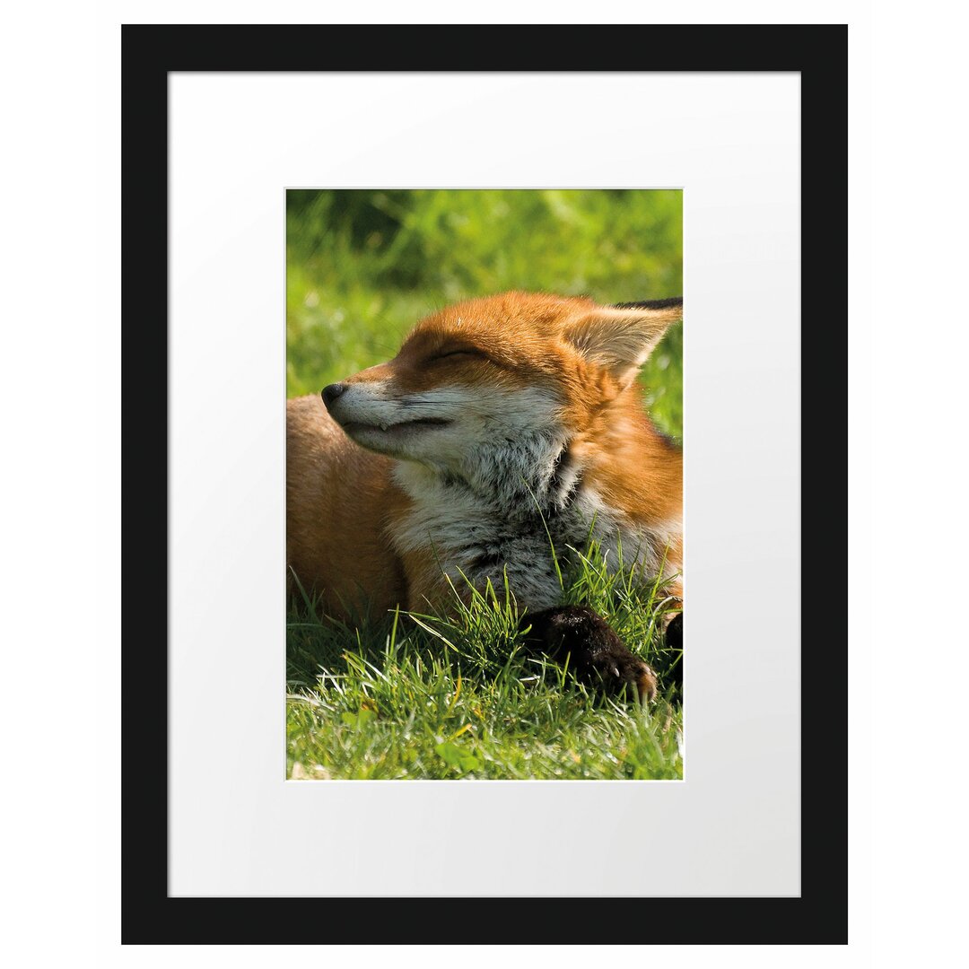 Gerahmtes Poster Fuchs im Gras