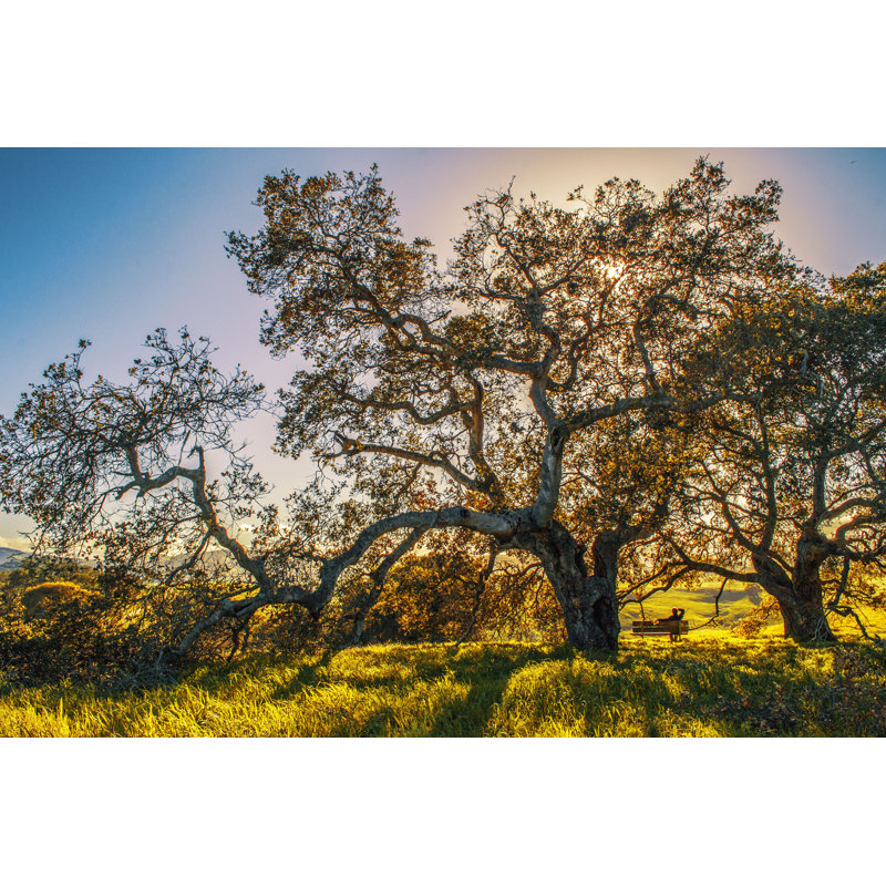 Grand arbre dans le comté de Sonoma - Photographie sur toile tendue, L 30 po x H 20 po