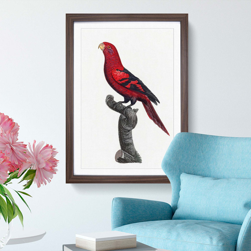 A Violet-Necked Lory by F. Levaillant - Framed Print, 33cm H x 24cm W x 2cm D, Walnut Framed
