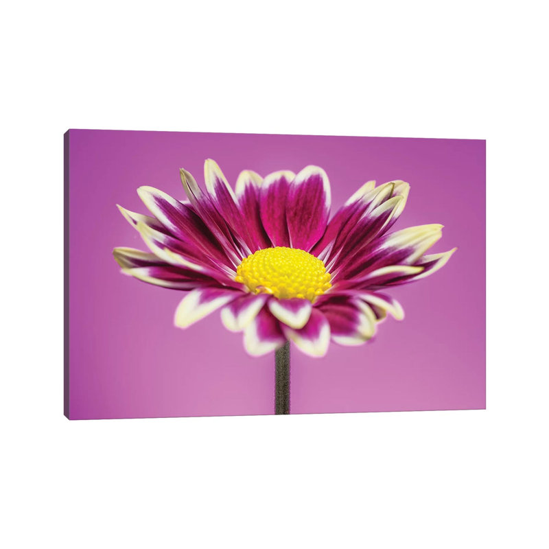 Pink Gerber Daisy - Wrapped Canvas Print, 30.48cm H x 45.72cm W x 1.905cm D