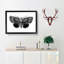 Epione Underwing Moth by S.F. Denton - Picture Frame Painting Print-55539750-55539751