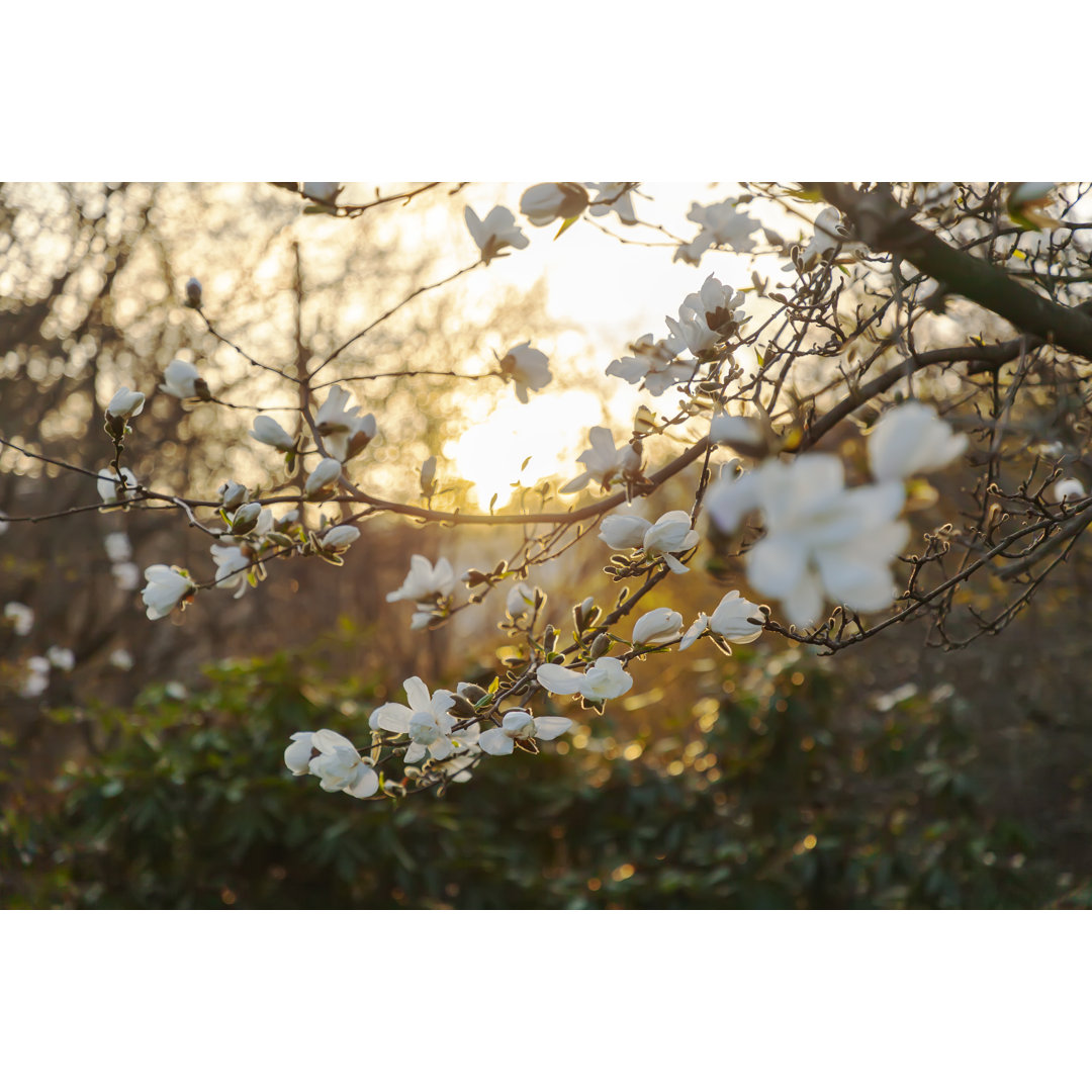 Weiße Magnolie mit Hintergrundbeleuchtung von Ekely - Druck