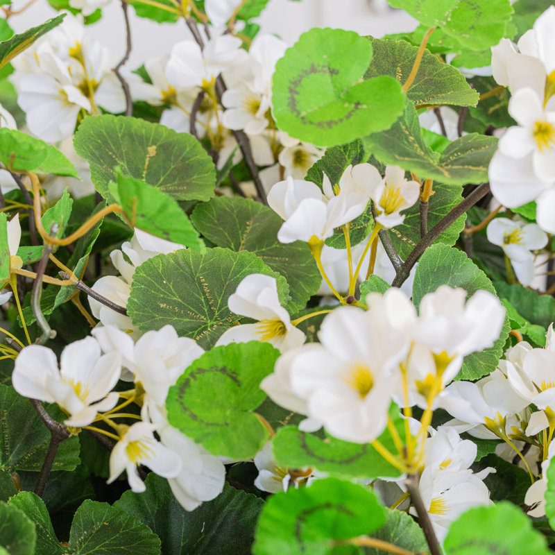 Geranium Hanging Basket, White