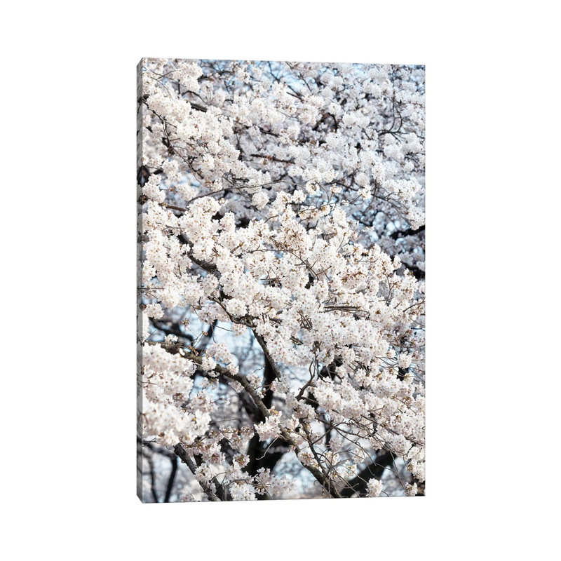 Sakura Cherry Blossoms by Philippe Hugonnard - Wrapped Canvas Gallery-Wrapped Canvas Giclée, 20.32 cm H x 30.48 cm W