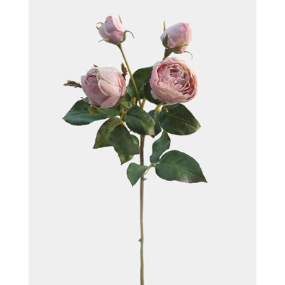 Rose anglaise mauve 23 po