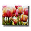 "Tulipes" par PhotoINC Studio-1547412591