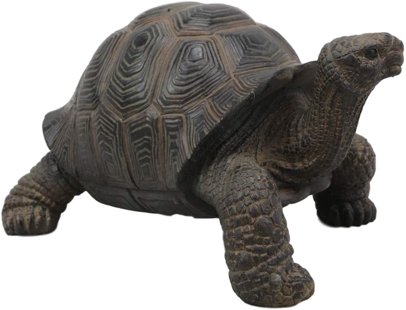 Bay Isle Home™ Keytesville Galapagos Tortoise Figurine & Reviews | Wayfair