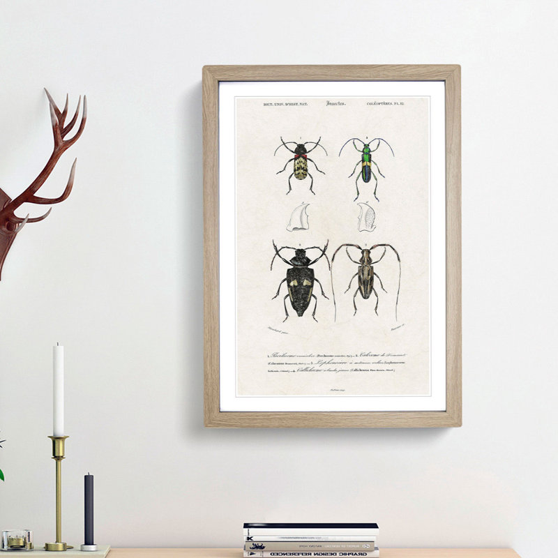 Beetle Illustrations PL.12 by Charles D'Orbigny - Single Picture Frame Print, 33cm H x 24cm W x 2cm D, Oak Framed