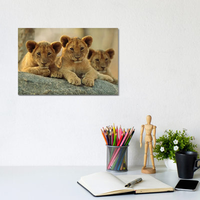 African Lion Three Cubs Resting On A Rock, Hwange National Park, Zimbabwe by Tim Fitzharris - Wrapped Canvas Print