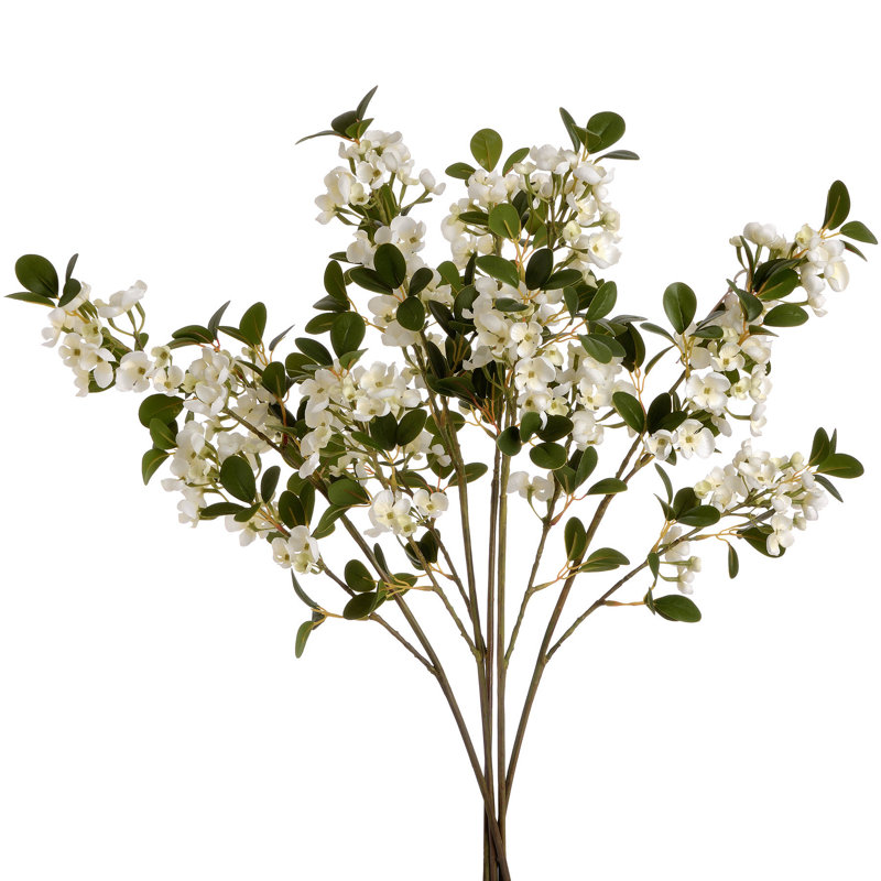 Anastasija Arrangement