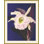 Jewel Blooms 3 Print