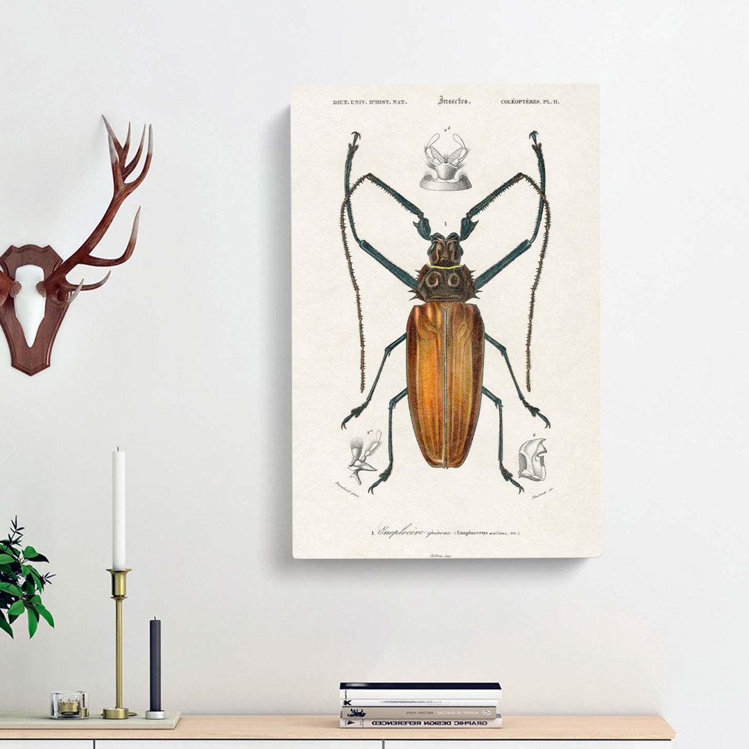 Beetle Illustration PL. 11 by Charles D Orbigny - Wrapped Canvas