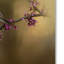 Vidur «Chickadee in the Golden Light», impression sur toile tendue-22073855