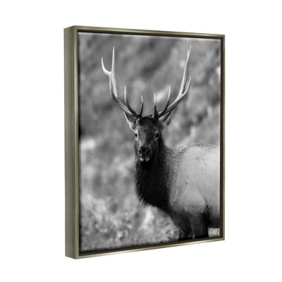 Photographie d'un élan gris