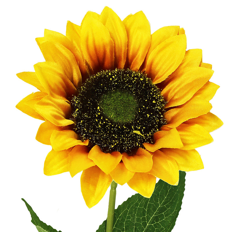 Tige de tournesol