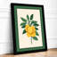 Lemon Study Botanical - Framed Print-634892051-634892061