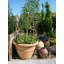 Balhi Fibreglass Planter-14486401