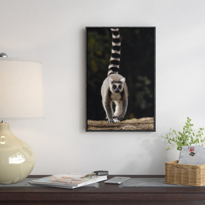 " Ring-Tailed Lemur "