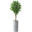 Hautes plantes artificielles artificielles d'intérieur et d'extérieur-116649437-116649445