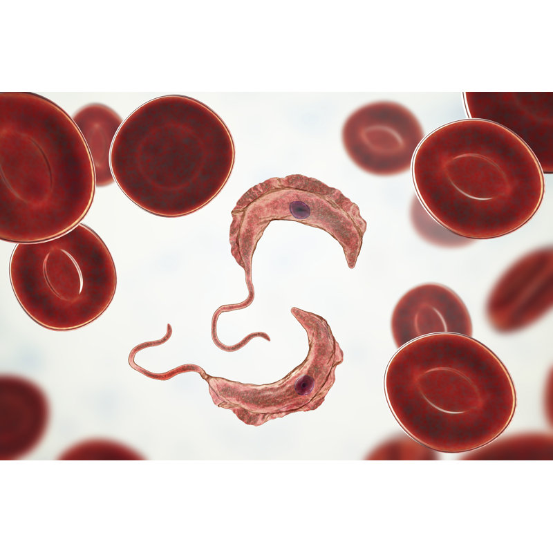 Marissia Trypanosoma Brucei - Wrapped Canvas Print, 30cm H x 46cm W x 3.8cm D