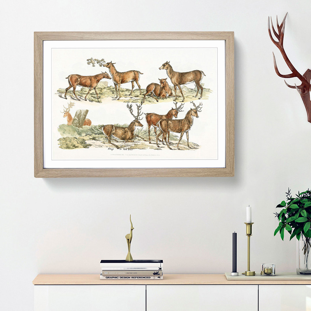Stags or Red Deer by Henry Alken - Picture Frame Painting Print