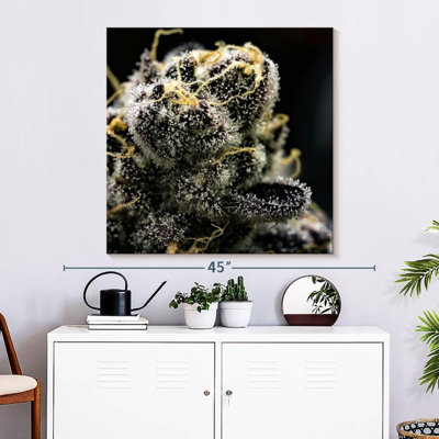 Harnek White Marijuana Trichomes
