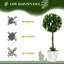 60cm Plant