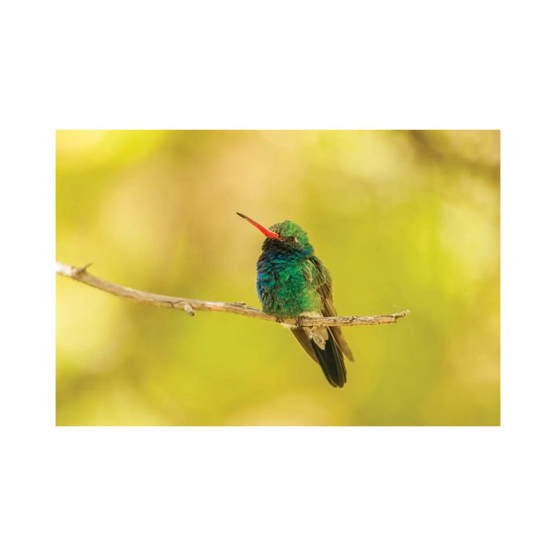USA, Arizona, Arizona-Sonora Desert Museum. Male Broad-billed Hummingbird On Limb. by Jaynes Gallery - Wrapped Canvas Gallery-Wrapped Canvas Giclée