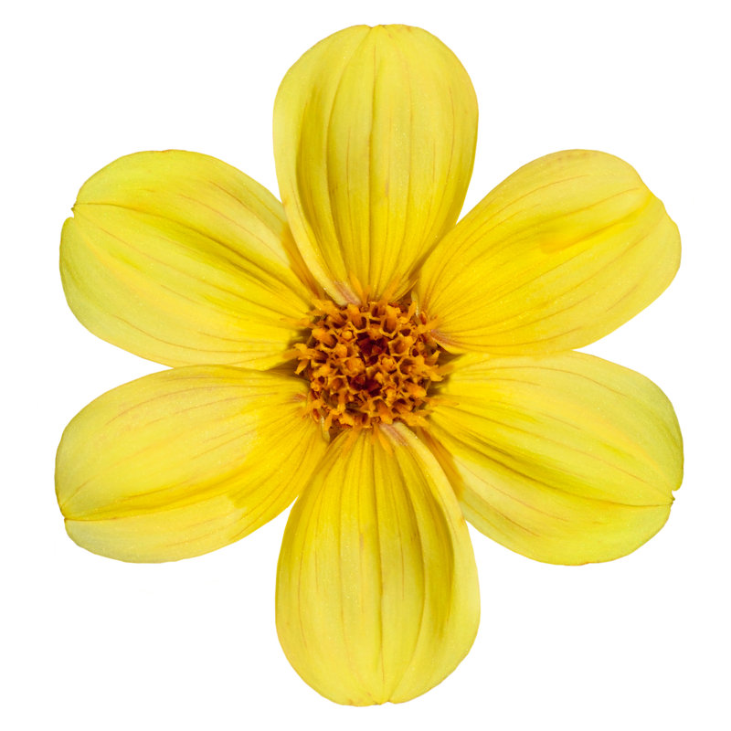 Yellow Dahlia Flower Isolated On White Background - Wrapped Canvas Print, 91cm H x 91cm W