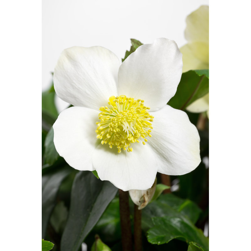 Siedentopf Christmas Rose - Wrapped Canvas Print, 30cm H x 20cm W x 3.8cm D