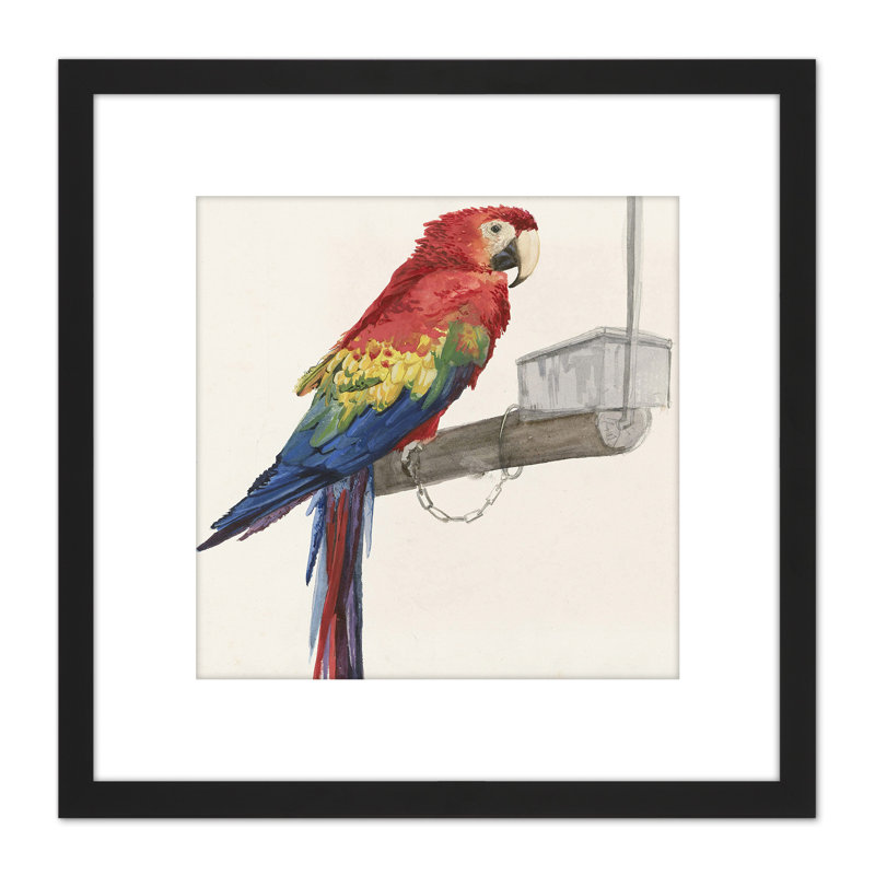 Bombled Parrot Bird Macaw - Single Picture Frame Painting